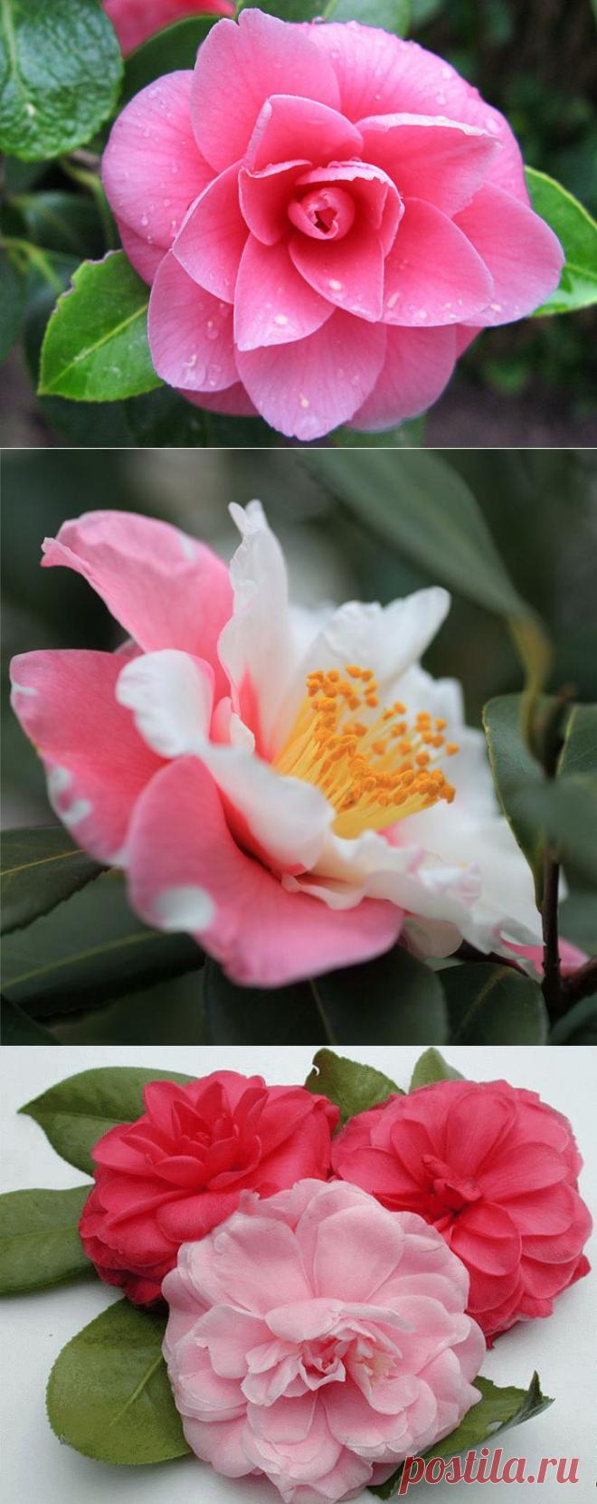 ***ПРЕКРАСНАЯ КАМЕЛИЯ***.