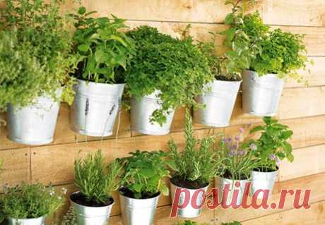 11 пряных трав, которые можно выращивать дома