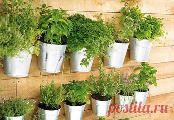 11 пряных трав, которые можно выращивать дома