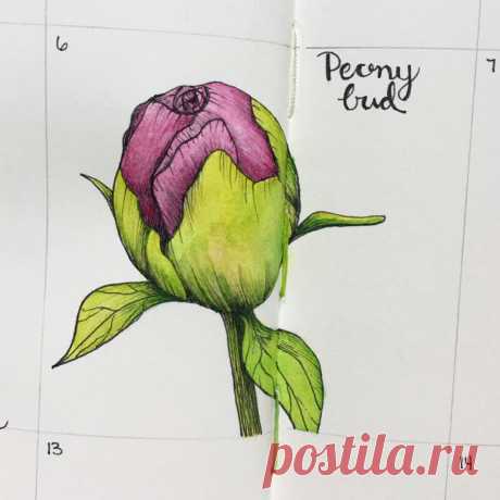 Kristen Afionis в Instagram: «-Peony Bud- Peonies are in bloom! I think I’ll draw a few in the coming days in different stages of bloom. Peonies symbolize riches and…» 98 отметок «Нравится», 3 комментариев — Kristen Afionis (@kristenafionis) в Instagram: «-Peony Bud- Peonies are in bloom! I think I’ll draw a few in the coming days in different stages of…»