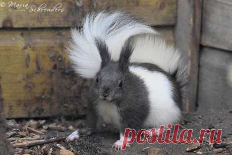 japanese squirrel 6 by Maria-Schreuders on DeviantArt