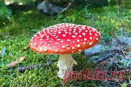 В России призвали запретить свободную продажу мухоморов после отравления женщины. Нарколог Руслан Исаев заявил, что свободную продажу мухоморов, приобрести которые сегодня можно практически на любом маркетплейсе, необходимо запретить, поскольку злоупотребление ядовитым грибом может привести к тяжелым последствиям и даже смерти. К тому же покупают его чаще всего как легальный наркотик.