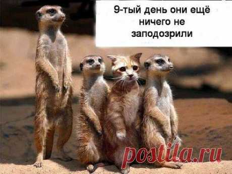 Вам сообщение!
