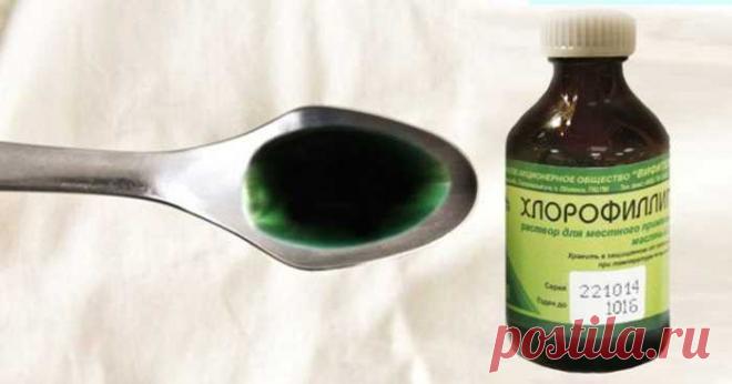 «Хлорофиллипт»: цена вопроса — копейки! 15 проверенных временем рецептов — Сад Заготовка