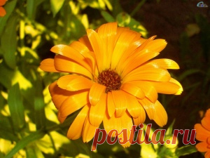 Обои с тегом Желтый. Лучше фото, картинки и заставки на рабочий стол