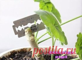 (9) Одноклассники