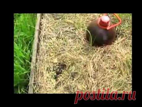 Как бороться с муравьями