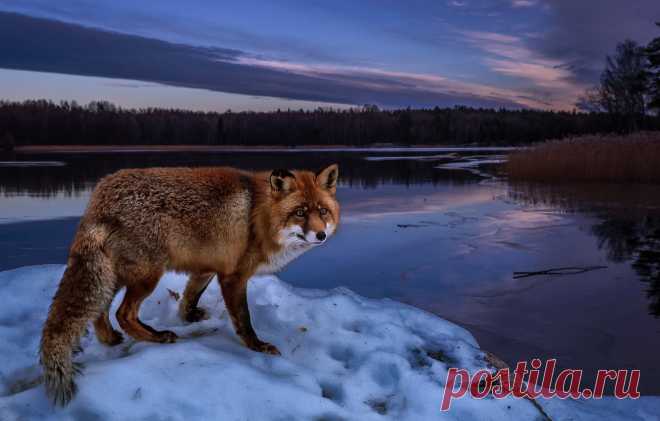 Обои зима, лес, снег, деревья, пейзаж, природа, река, берег, вечер, лиса, рыжая, лисица картинки на рабочий стол, раздел животные - скачать