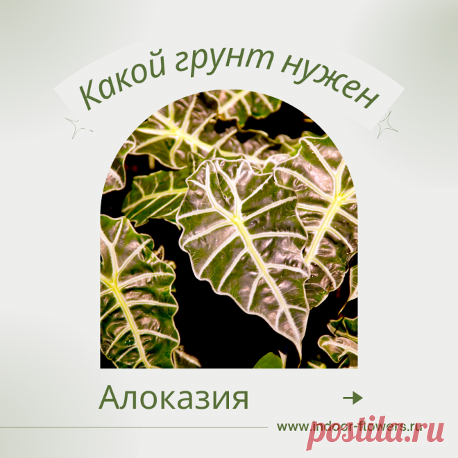 Алоказия. Какой грунт нужен? Интересуетесь Алоказия. Какой грунт нужен? ? Узнайте о разнообразных представителях этого вида, их уникальных особенностях и преимуществах. Получите полезные советы по уходу за Алоказия. Какой грунт нужен? в домашних условиях, включая требования к освещению, поливу, температуре и влажности.