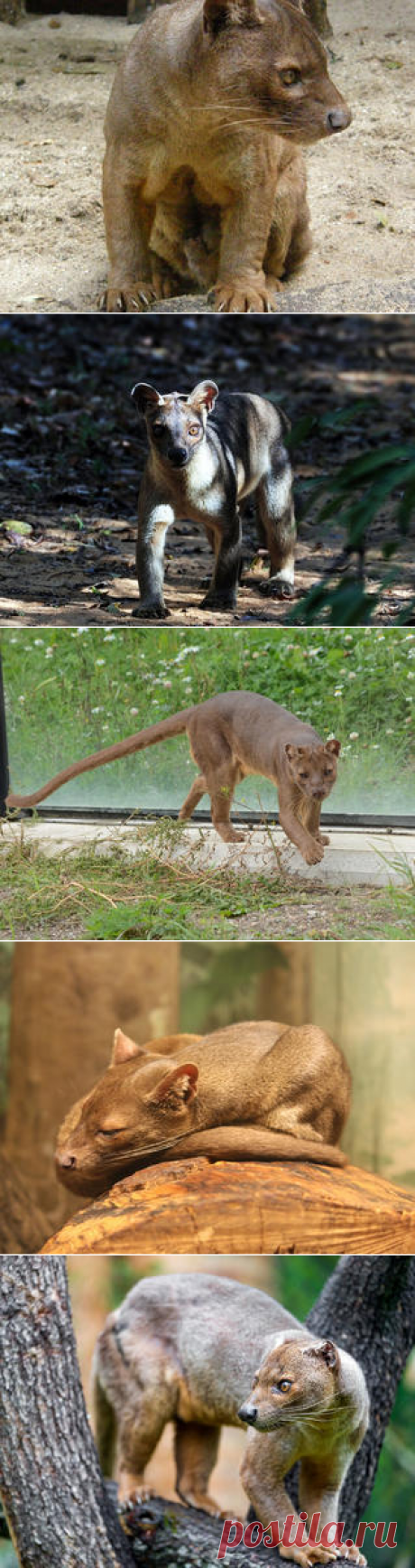 Смотреть изображения фосс | Зооляндия