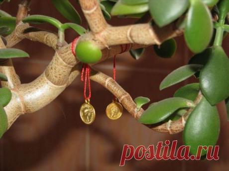 О полезных и лечебных свойствах денежного дерева