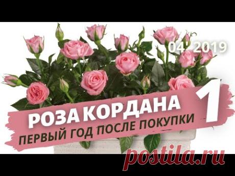 Роза Кордана — уход после покупки в домашних условиях. Пересадка | Апрель 2019