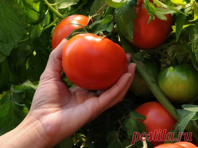 5 сахарных вкусных сортов томатов, которые удивят любого | Дачная жизнь Елены Олеговны | Яндекс Дзен