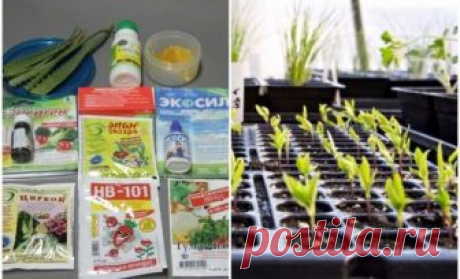 Разбираемся в стимуляторах и регуляторах роста растений
Быстрее развиваться, цвести и лучше плодоносить растению помогают вырабатываемые им фитогормоны. Сегодня в продаже имеется множество синтетических заменителей этих веществ. Как же разобраться в широком ассортименте?

Вырабатываемые растениями фитогормоны делятся на 4 группы:

ауксины отвечают за развитие корневой системы, рост клеток камбия и распределение полезных веществ по всему растению;
гиббереллины стимулируют п...