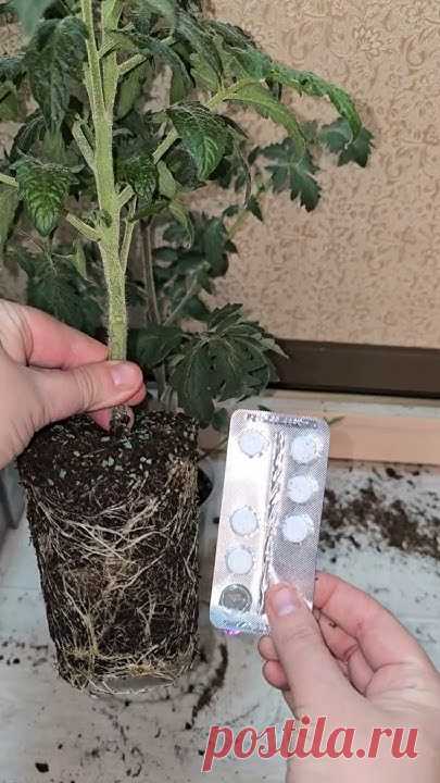 3 таблетки и рассада толстеет на глазах, из чахлой в мощную за пару дней...