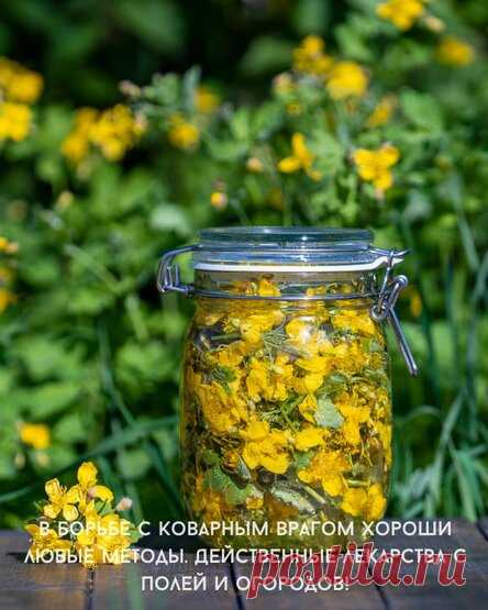 В борьбе с коварным врагом хороши любые методы. Действенные лекарства с полей и огородов!