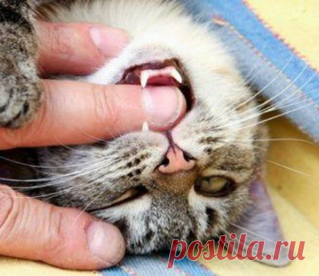 Как коты признаются в любви