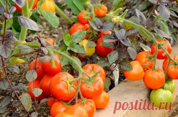 Очень урожайные помидоры, которые не стоит сажать на своем участке, по отзывам огородников | Эксперт по огороду | Яндекс Дзен
