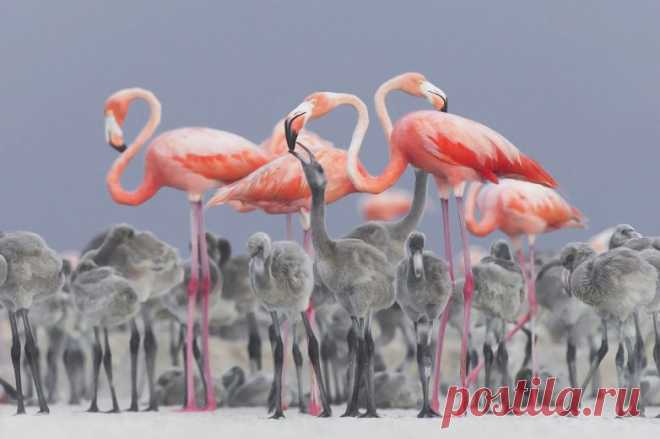 Потрясающие снимки победителей конкурса National Geographic Nature Photographer 2017 / Туристический спутник