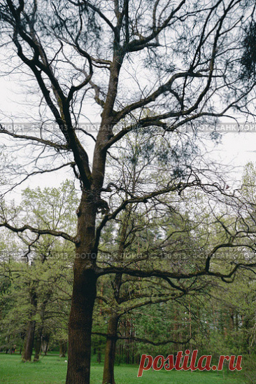 Trees in a park оn spring gloomy day Стоковое фото, фотограф Ilaronsia / Фотобанк Лори