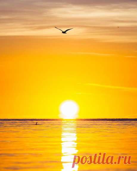 a bird flying over the ocean at sunset