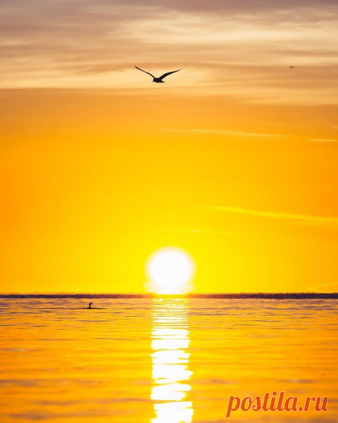 a bird flying over the ocean at sunset