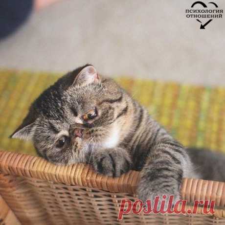 Лайк, чтобы котик не грустил!