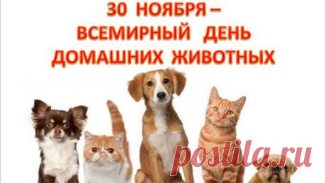 Поздравляю всех любителей и обладателей питомцев с Всемирным днем домашних животных! Пусть каждый домашний зверек будет здоров, сыт, вдоволь выгулян и послушен. Терпения владельцам, возможностей, радости и массы свободного времени. Открытки на День домашних животных!