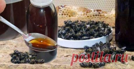 ПЧЕЛИНЫЙ ПОДМОР: ПРИМЕНЕНИЕ ПРИ ЛЕЧЕНИИ ЗАБОЛЕВАНИЙ И РЕЦЕПТЫ ПРИГОТОВЛЕНИЯ НАСТОЕК И ОТВАРОВ