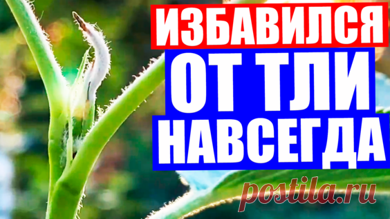 КАК Я Избавился от ТЛИ за 2 ЧАСА! Тля погибла полностью! Супер средство от тли на... - Яндекс.Видео