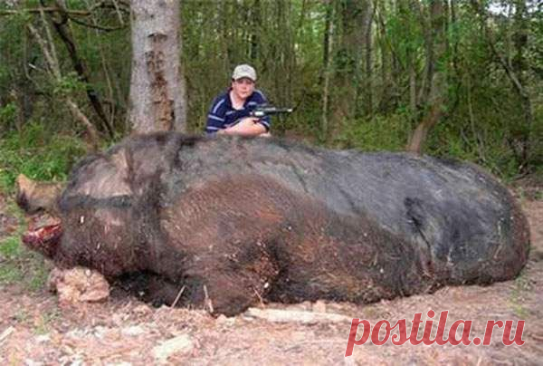 18 животных абсолютно невероятных размеров