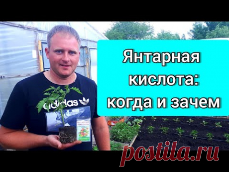 Янтарная кислота: когда и зачем?