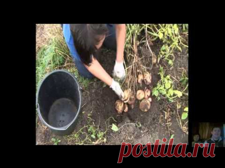 Выращивание картофеля по-природному