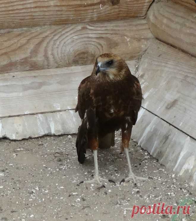 беркут