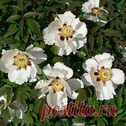 Пион древовидный White - купить саженцы из питомника, цена в Нижнем Новгороде