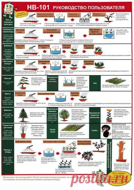 Форум коллекционера фиалок Петровича. Санкт-Петербург. • Просмотр темы - Японский препарат HB-101
