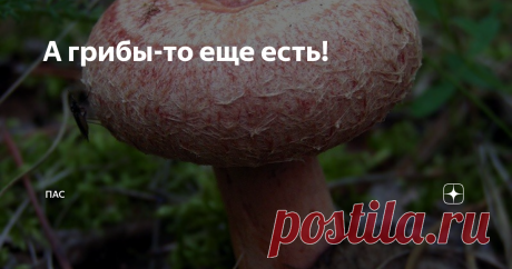 А грибы-то еще есть! Возможно первый (для некоторых и второй) снег отпугнул у грибников желание собирать урожай, но конечно - напрасно. Сейчас самое время волнушек, сухарок (млечников обыкновенных), серушек, гладышей и подгруздков (шахтеров или трактористов). Последних легче найти в сухих местах, на возвышенности и возле елко-осинника. А первых - в низине среди мхов в ельнике. Если ехать из Ярославля в сторону