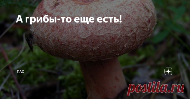 А грибы-то еще есть! Возможно первый (для некоторых и второй) снег отпугнул у грибников желание собирать урожай, но конечно - напрасно. Сейчас самое время волнушек, сухарок (млечников обыкновенных), серушек, гладышей и подгруздков (шахтеров или трактористов). Последних легче найти в сухих местах, на возвышенности и возле елко-осинника. А первых - в низине среди мхов в ельнике. Если ехать из Ярославля в сторону