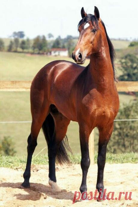 Horses – Google+