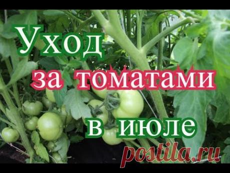 Помидоры в теплице в июле. Основные работы.(10.07.16 г.)