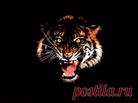 wallpapers_cats_293.jpg (1024×768)