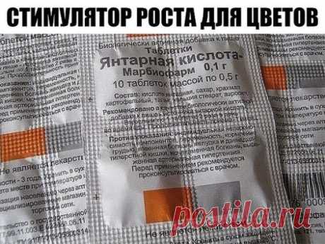 СТИМУЛЯТОР РОСТА для цветов
 
Продавец в цветочном магазине однажды уговорил меня купить янтарную кислоту: мол, это средство удивительно стимулирует рост растений и переборщить с ним невозможно.
 
Дома я развела 1 г. порошка на 5 л. воды, полила и опрыскала раствором все домашние растения.
 
Результат был обалденный! И стал заметен уже через неделю:
 
- Марантовые выпустили новые листья и побеги.
- Понравилась подкормка и бегониям: вечноцветущая, например, дала сразу 4 мощных боковых побега