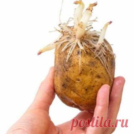 Проросший картофель содержит яды! Еще наши прабабушки знали, что проросший картофель вреден и есть его нельзя. Правда ли он так опасен для здоровья, или всё это выдумки?