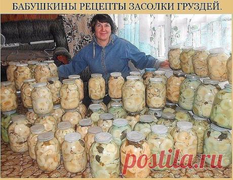 Засолка груздей на зиму » В сети – себя просвети!