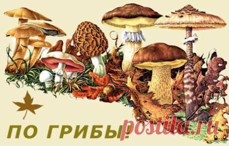 Грибы и грибники | Форум, определитель, описание с фото, рецепты