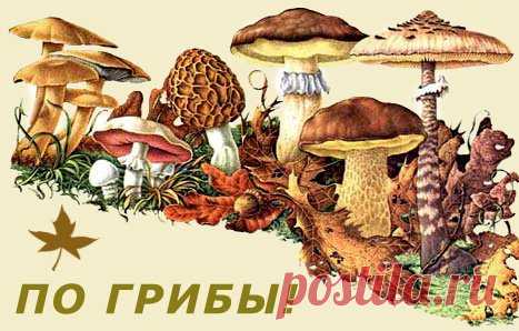 Грибы и грибники | Форум, определитель, описание с фото, рецепты