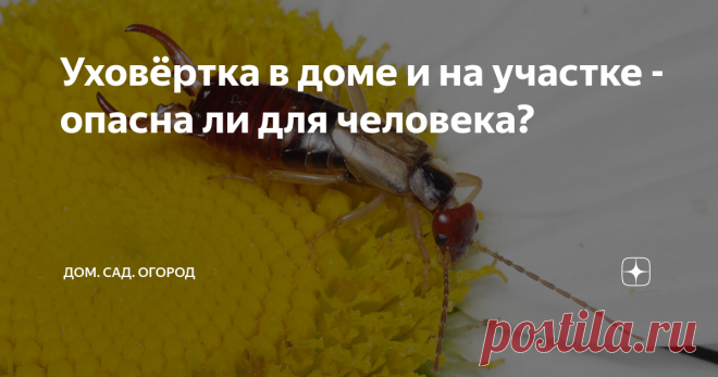 Уховёртка в доме и на участке - опасна ли для человека? Статья автора «ДОМ. САД. ОГОРОД» в Дзене ✍: С человеком соседствуют сотни видов насекомых. Одни из них обитают на приусадебных участках, клумбах и газонах, другие – в домах и квартирах.