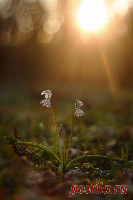 35PHOTO - Роман Рысь - Alba (Пролеска сибирская)
