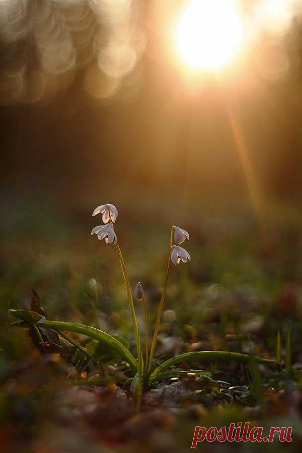 35PHOTO - Роман Рысь - Alba (Пролеска сибирская)