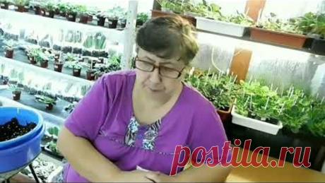 Влажность в цветочной Что делать?